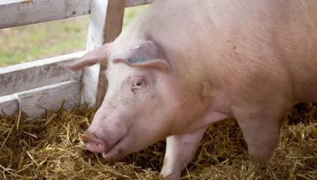 Autoritățile din Bacău, în alertă după confirmarea pestei porcine la granița județului. Restricții în 11 localități băcăuane