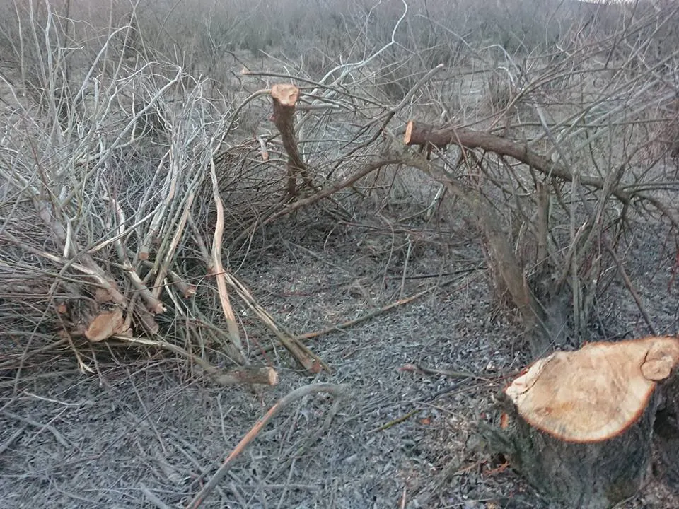 FOTO: Sute de arbori, tăiați dintr-o arie naturală protejată din Bacău! Masacrul are loc cu girul Guvernului