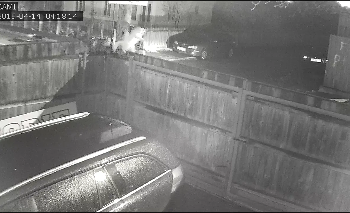 VIDEO: Cum se fură o pisică de rasă în Bacău în cinci secunde. Proprietarul oferă recompensă și depune plângere la poliție