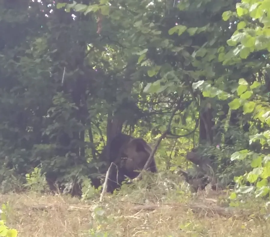 ULTIMA ORĂ: Urs prins în laț la Asău! Zona a fost securizată și e păzită de jandarmi
