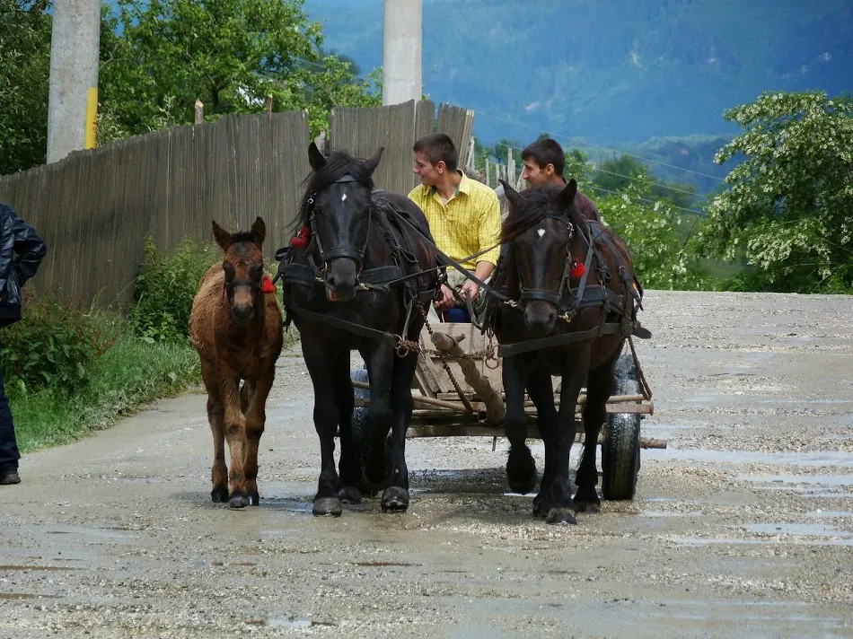 Accident neobișnuit la Coţofăneşti. Bătrână călcată în picioare de mânzul speriat de căderea altei femei din căruța la care era legat