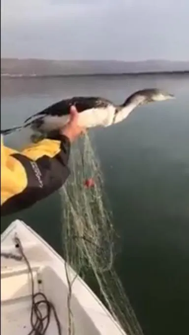 VIDEO:NENOROCIȚII!Un cufundar polar venit să ierneze în România, omorât în plasele braconierilor de la Galbeni