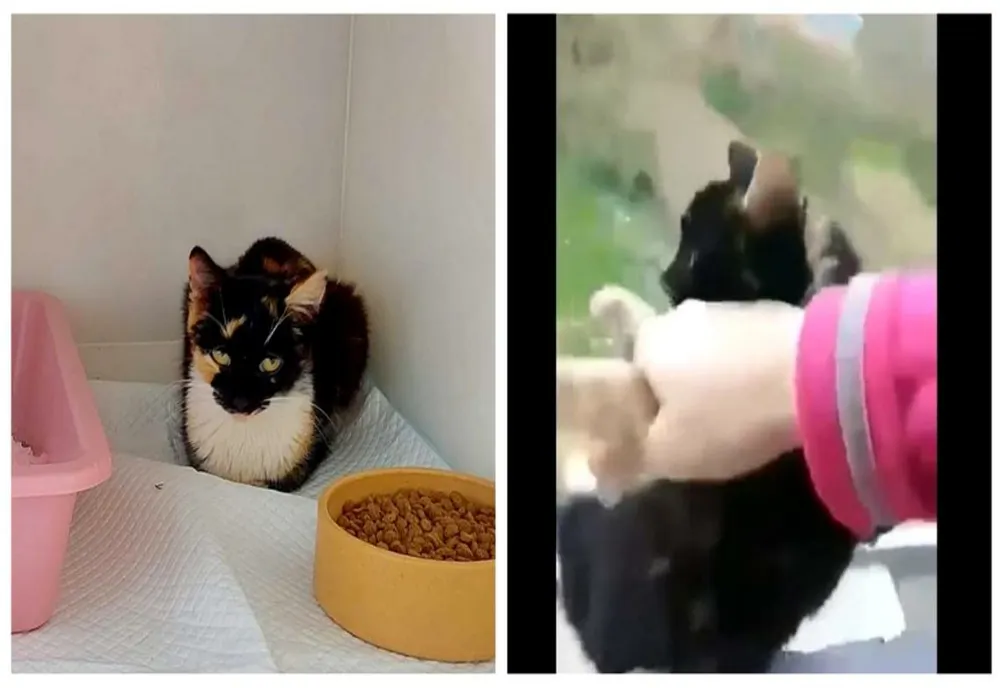 Adolescentă fără suflet! Și-a aruncat pisica de la balcon
