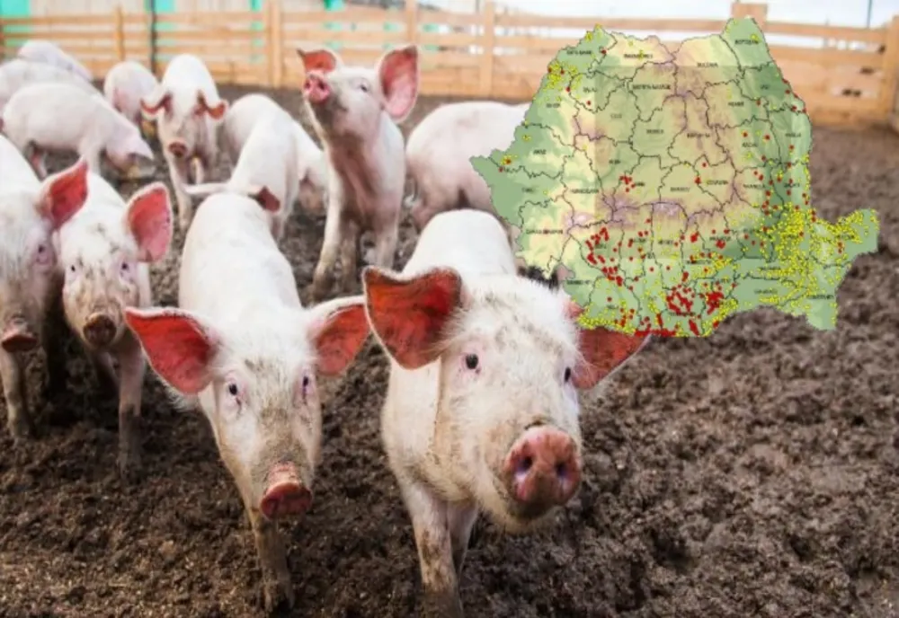 ANSVSA: Numărul cazurilor de pestă porcină africană a ajuns la 631 în România