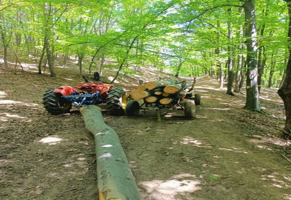 Tăieri ilegale de arbori depistate de jandarmii băcăuani
