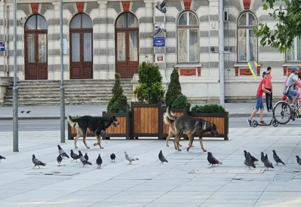 Câini fără stăpân, aduși și abandonați în Bacău, pentru a forța aducerea unei firme private care să îi gestioneze 