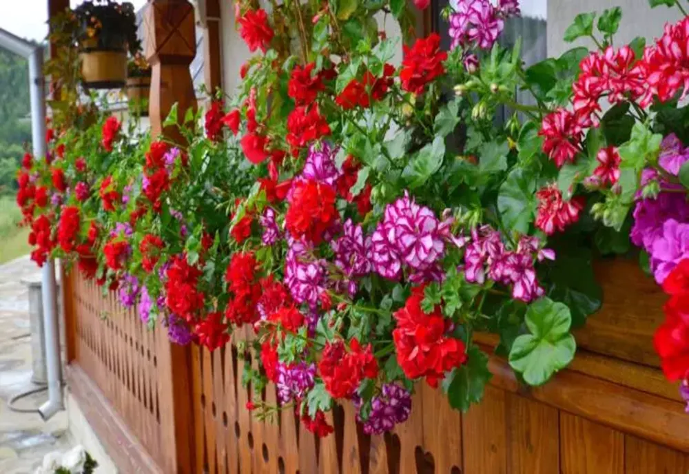 Plantele care aduc sănătate, bunăstare, fericire și iubire. Sunt considerate adevărate talismane norocoase