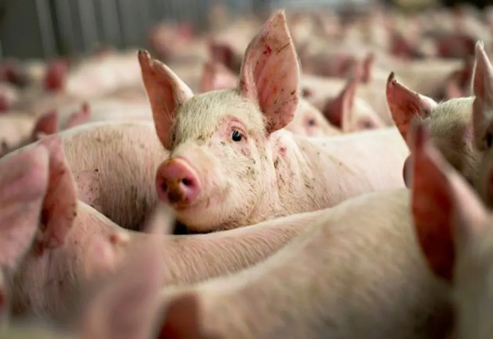 Guvernul interzice gospodăriilor țărănești să mai vândă porci și carne de porc
