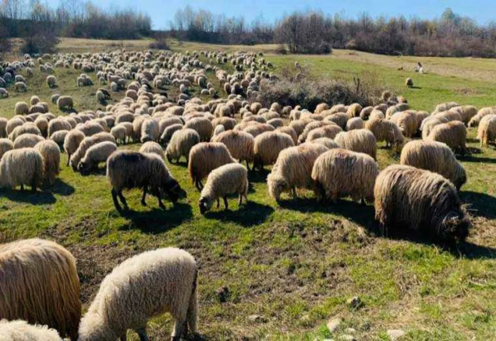 MEDICAMENTELE PENTRU ANIMALE VOR FI DISPONIBILE DOAR CU REȚETĂ. DECIZIA, CONTESTATĂ DE FERMIERI