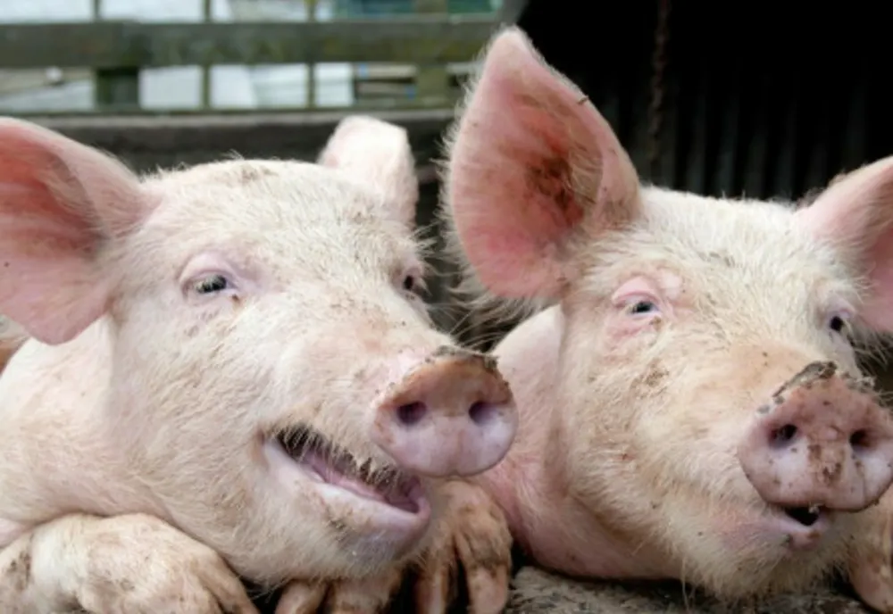 PREȘEDINTELE ANSVSA, RECOMANDĂRI REFERITOARE LA CUMPĂRAREA CĂRNII DE PORC DE CRĂCIUN
