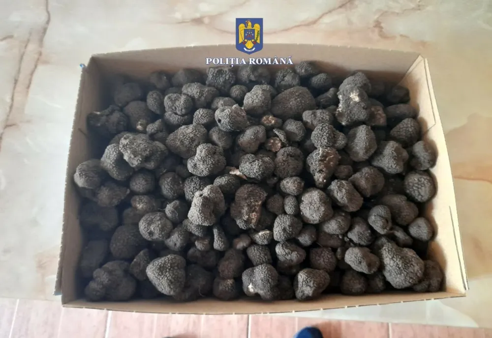 TONE DE TRUFE AU FOST RECOLTATE ILEGAL ÎN PĂDURILE DIN BACĂU. AU FOST APLICATE AMENZI URIAȘE