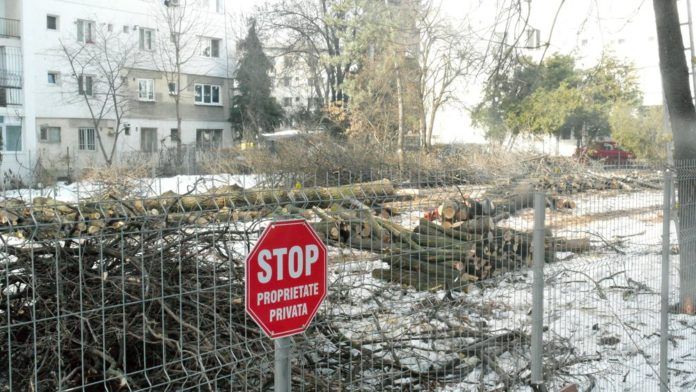 Scandal din cauza tăierii unor arbori