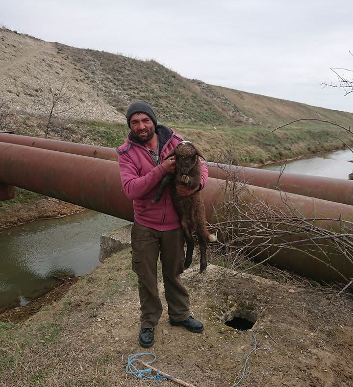 VIDEO: Mieluț salvat după ce a căzut în canal. Dacă nu mai face vreo boacănă, până la Paște este viu și nevătămat