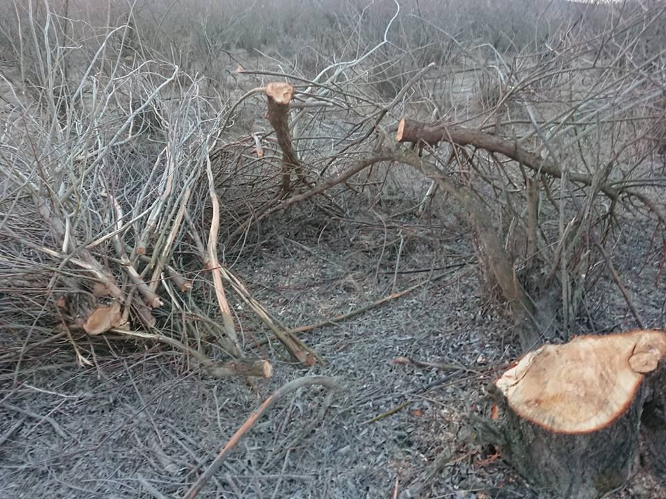 FOTO: Sute de arbori, tăiați dintr-o arie naturală protejată din Bacău! Masacrul are loc cu girul Guvernului