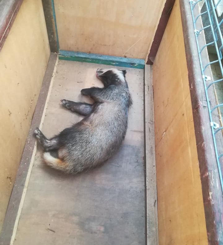 VIDEO: Un bursuc, musafir nepoftit în casa unui băcăuan. Animalul, prins între casă și gard, a fost eliberat de jandarmi