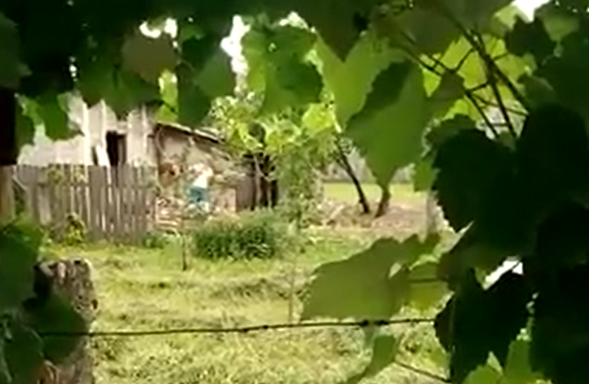Poliția a deschis dosar penal în cazul câinelui bătut cu furca în comuna Tamași