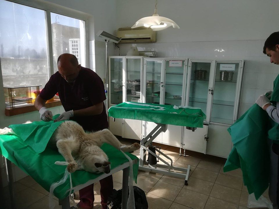 Mâine, o nouă campanie de STERILIZARE GRATUITĂ a câinilor din curțile băcăuanilor. Nu se acceptă câini de rasă