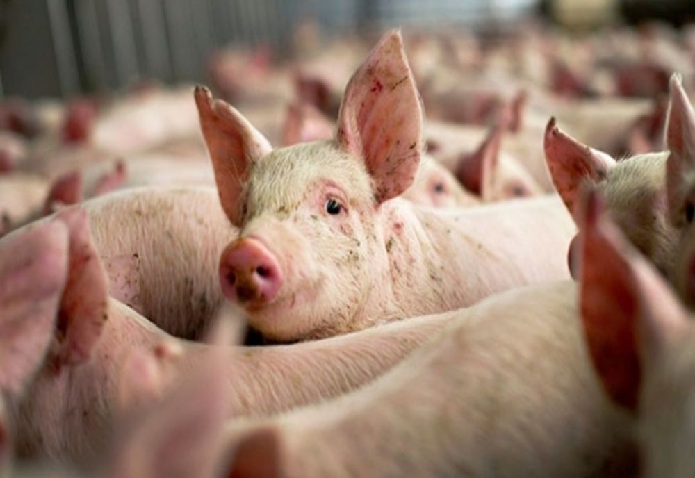 ULTIMA ORĂ: Pesta porcină, confirmată în două comune din Bacău! Zeci de porci au fost eutanasiați