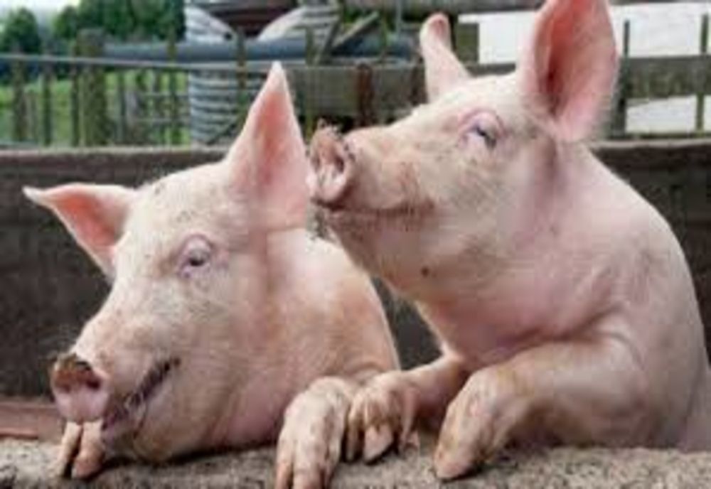 Transport ilegal de porci depistat pe raza localității Onești