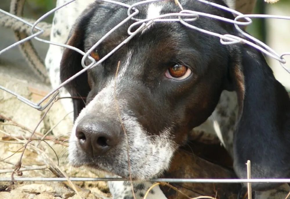 Iohannis a promulgat legea privind protecţia animalelor. Cresc pedepsele