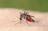 Bilanțul infecțiilor cu virusul West Nile urcă la 10 cazuri în acest sezon. Anunțul INSP
