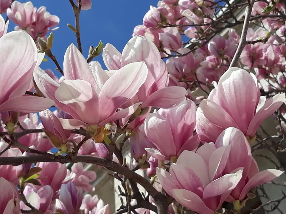 magnolie