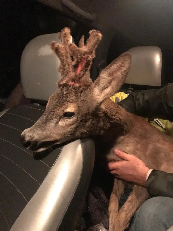 bambi1