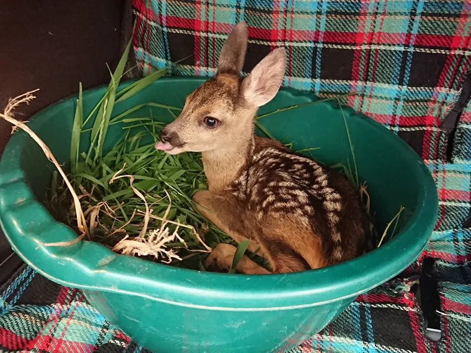 bambi4