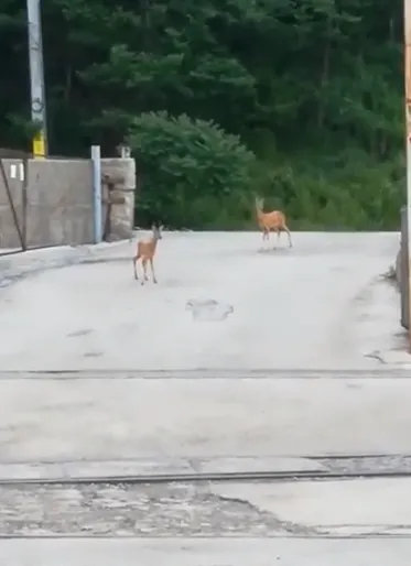 caprioare la salina