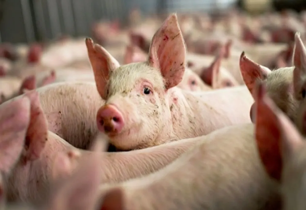ULTIMA ORĂ: Pesta porcină, confirmată în două comune din Bacău! Zeci de porci au fost eutanasiați
