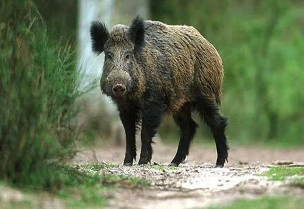 Încă două focare de pestă porcină confirmate în Bacău! Liber la împușcat mistreți