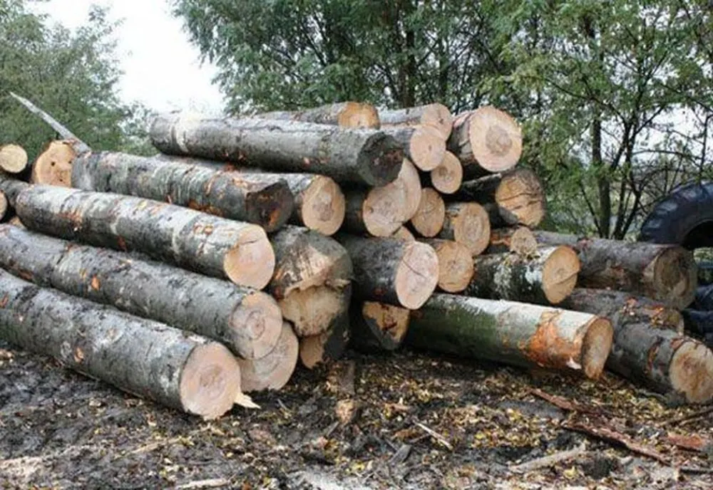 29 de arbori, tăiați ilegal de un bărbat din Asău