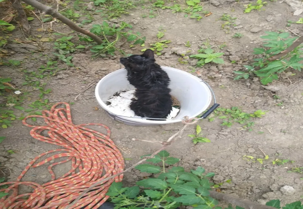 O pisică a fost salvată de pompierii din Bacău dintr-o fântână