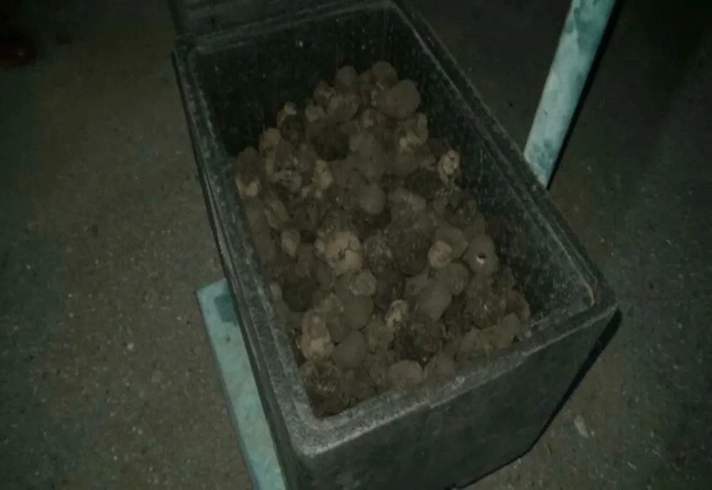 Ce cantitate de trufe transporta un bărbat când a fost oprit de polițiști