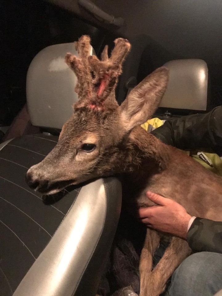 bambi1