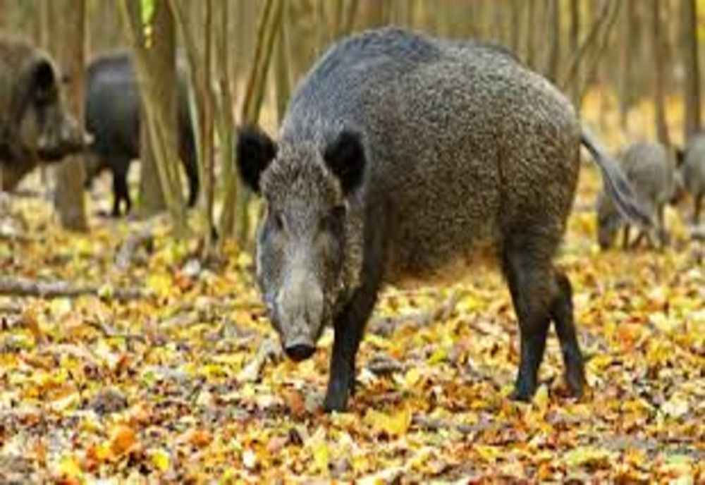 438 de focare de Pestă Porcină Africană active