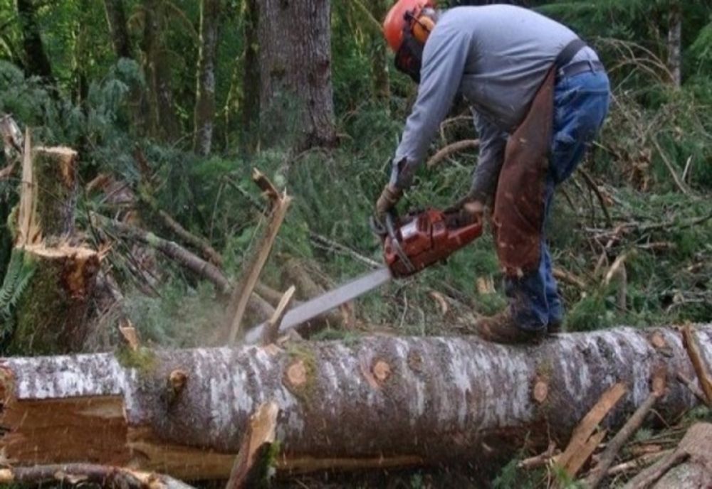 Reţinut de poliţişti pentru tăiere ilegală şi furt de arbori