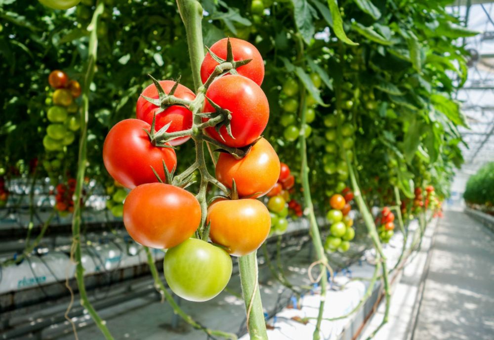 Până la 2.000 euro/cultură/1000 mp vor primi cultivatorii de legume! Care sunt condițiile