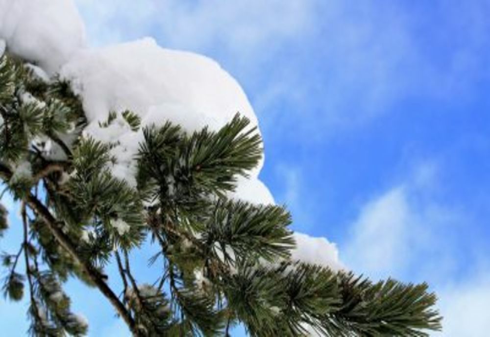 Prognoza meteo 2 februarie. Vremea, împărțită între ploi și ninsori. Temperaturile urcă la 7 grade