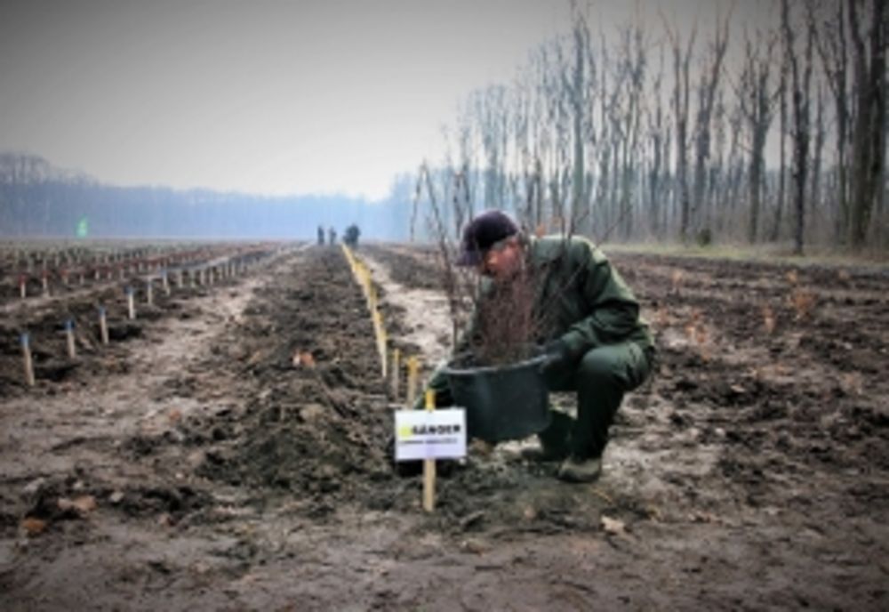 Romsilva va planta 19 milioane de puieţi forestieri în Mureş, Maramureş, Neamţ, Bacău şi Suceava