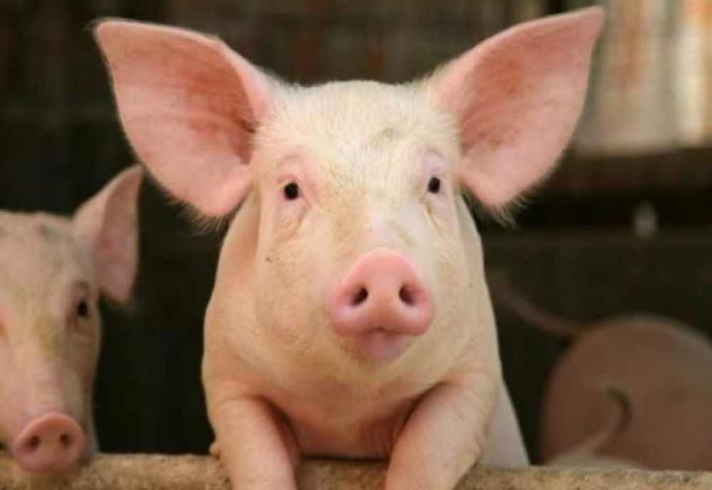 Un nou caz de pestă porcină în județul Bacău