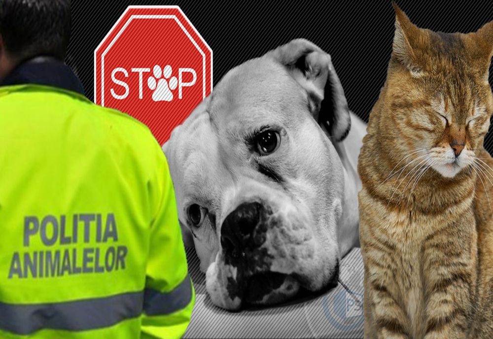 Pedepse mai dure şi amenzi mai mari pentru cei care schingiuiesc sau omoară animale
