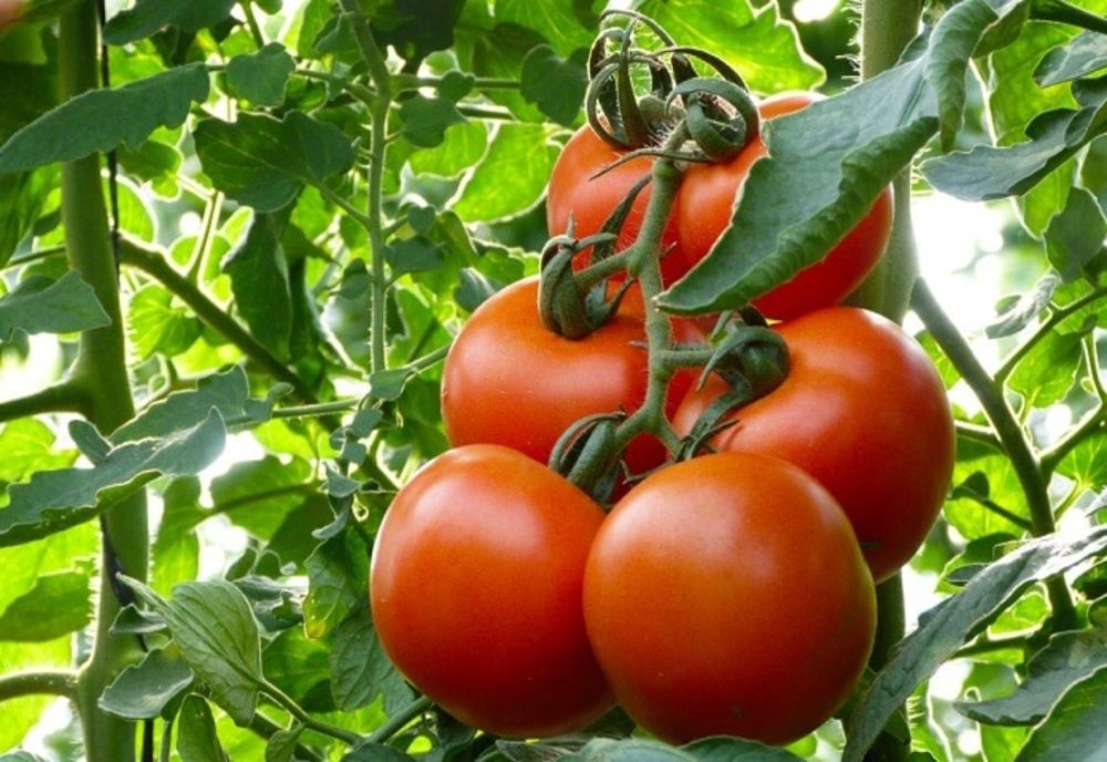 Cum deosebești roșiile toxice de cele care s-au copt în mod natural