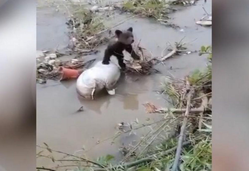 Un pui de urs a fost găsit într-un pârâu din Bacău
