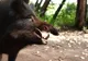 Tânăr rănit grav de un porc mistreț