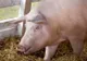 Autoritățile din Bacău, în alertă după confirmarea pestei porcine la granița județului. Restricții în 11 localități băcăuane