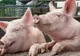 Un nou focar de pestă porcină africană la Onești! Ce măsuri au dispus autoritățile sanitar-veterinare
