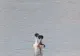 VIDEO: Imagini rare pe lacul Bacău! Dans nupțial, pus în scenă de o pereche de corcodel mare