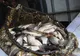 Zeci de kilograme de pește, confiscate de polițiști de la braconieri