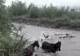 ULTIMA ORĂ: Bărbatul dispărut din Cașin a fost găsit. Din nefericire, el era mort